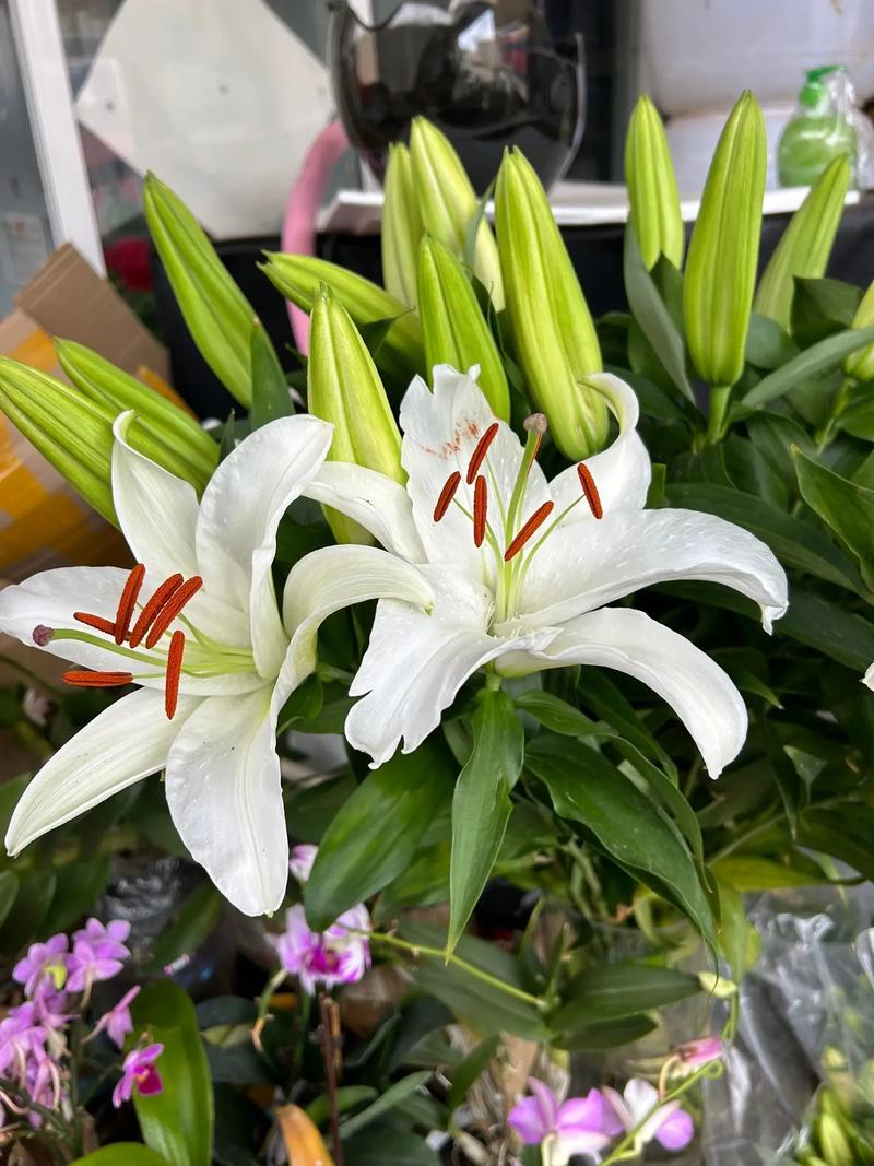 生日鲜花花束9支花语和寓意(生日花束鲜花图片 时尚)-第3张图片-花花知道网 生日鲜花花束9支花语和寓意(生日花束鲜花图片 时尚)-第3张图片-花花知道网