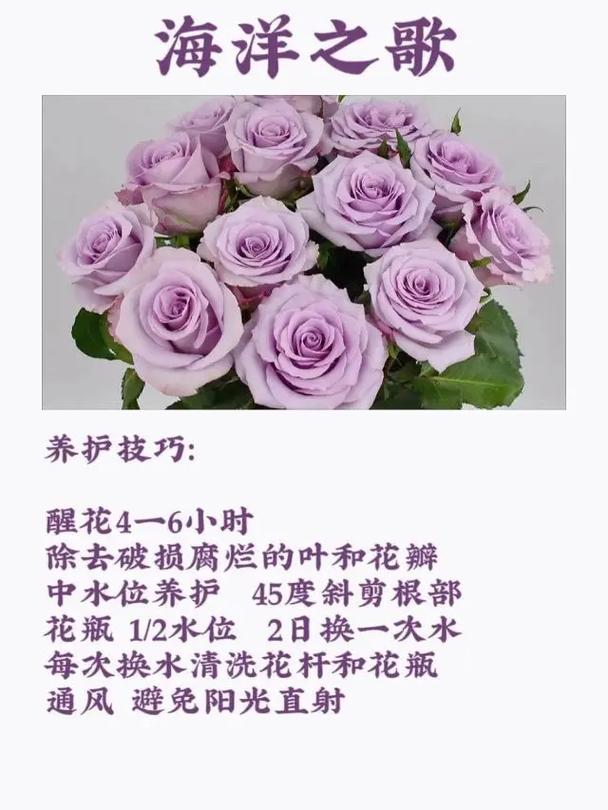 52朵生日鲜花寓意着什么(528生日花)-第3张图片-花花知道网 52朵生日鲜花寓意着什么(528生日花)-第3张图片-花花知道网