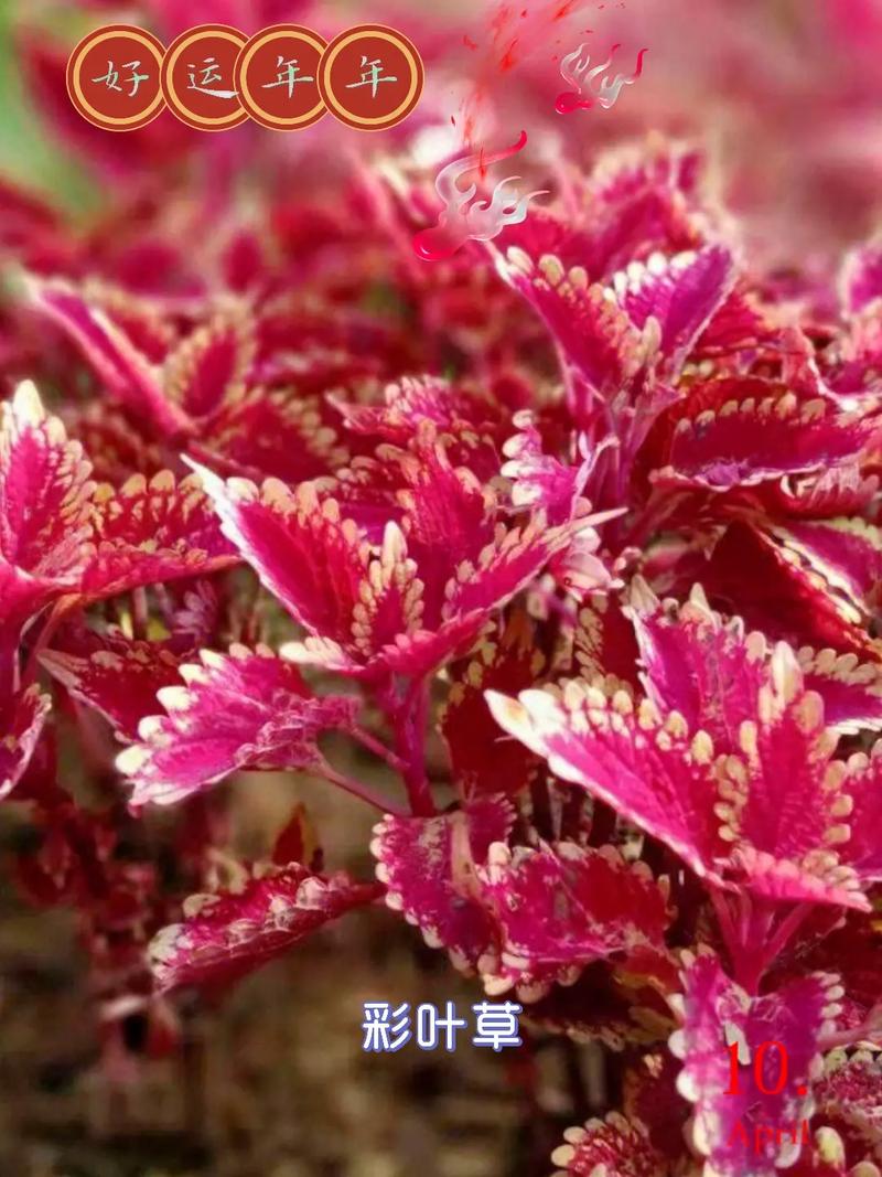 极光鲜花花语(极光寓意什么)-第2张图片-花花知道网 极光鲜花花语(极光寓意什么)-第2张图片-花花知道网
