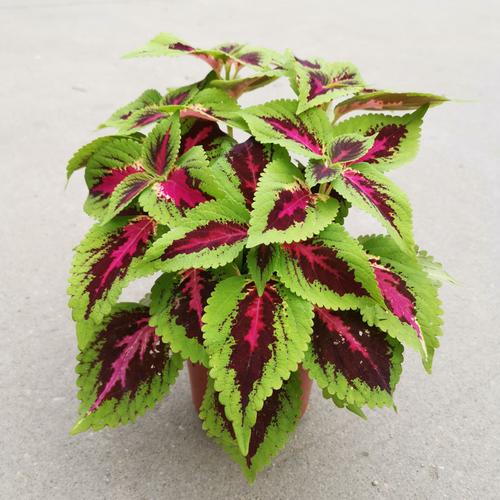 极光鲜花花语(极光寓意什么)-第3张图片-花花知道网 极光鲜花花语(极光寓意什么)-第3张图片-花花知道网