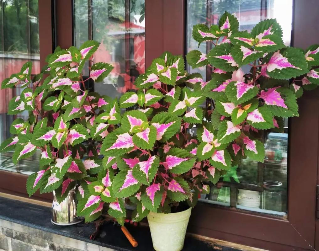 极光鲜花花语(极光寓意什么)-第4张图片-花花知道网 极光鲜花花语(极光寓意什么)-第4张图片-花花知道网