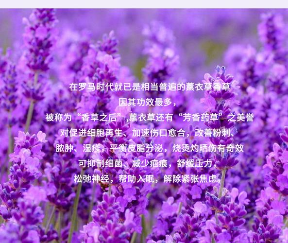 薰衣草鲜花花语寓意和象征(薰衣草的花语和寓意是什么)-第2张图片-花花知道网 薰衣草鲜花花语寓意和象征(薰衣草的花语和寓意是什么)-第2张图片-花花知道网