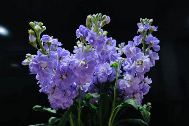 紫罗兰鲜花花语和香味(紫罗兰鲜花介绍)-第1张图片-花花知道网 紫罗兰鲜花花语和香味(紫罗兰鲜花介绍)-第1张图片-花花知道网