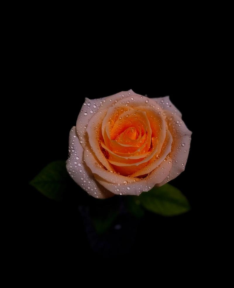 香槟玫瑰鲜花花语及寓意和象征(香槟玫瑰鲜花花语及寓意和象征风水)-第2张图片-花花知道网 香槟玫瑰鲜花花语及寓意和象征(香槟玫瑰鲜花花语及寓意和象征风水)-第2张图片-花花知道网