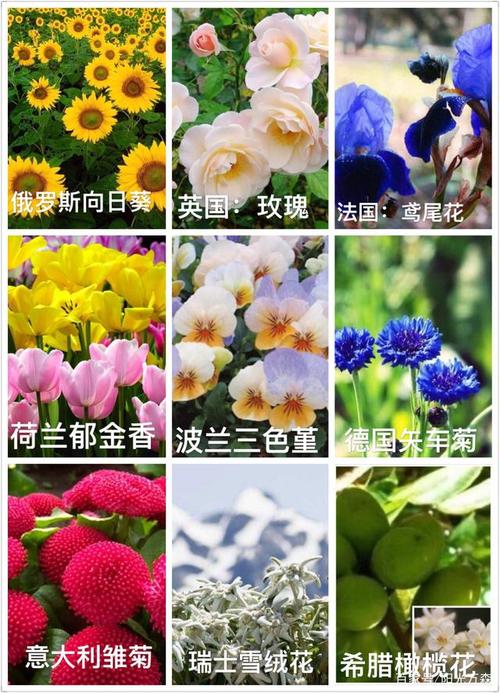 800朵鲜花寓意(800鲜花啥意思啊)-第7张图片-花花知道网 800朵鲜花寓意(800鲜花啥意思啊)-第7张图片-花花知道网