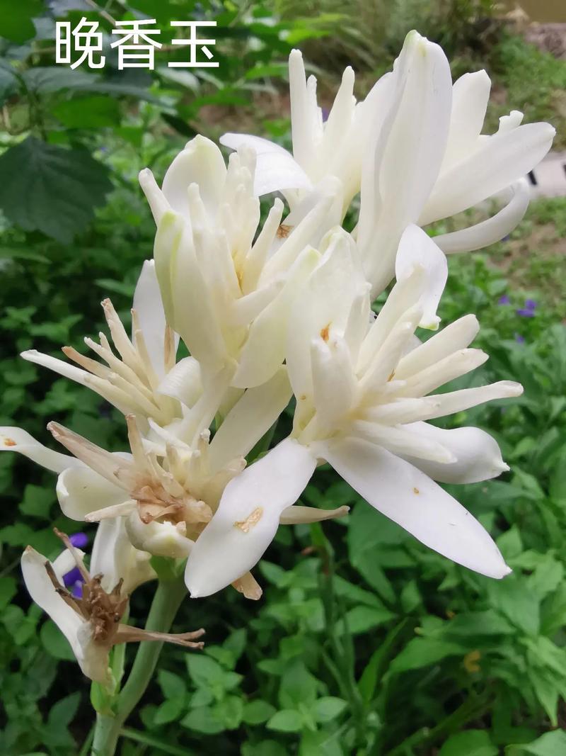 晚香玉鲜花花语(晚香玉的花有毒吗)-第2张图片-花花知道网 晚香玉鲜花花语(晚香玉的花有毒吗)-第2张图片-花花知道网