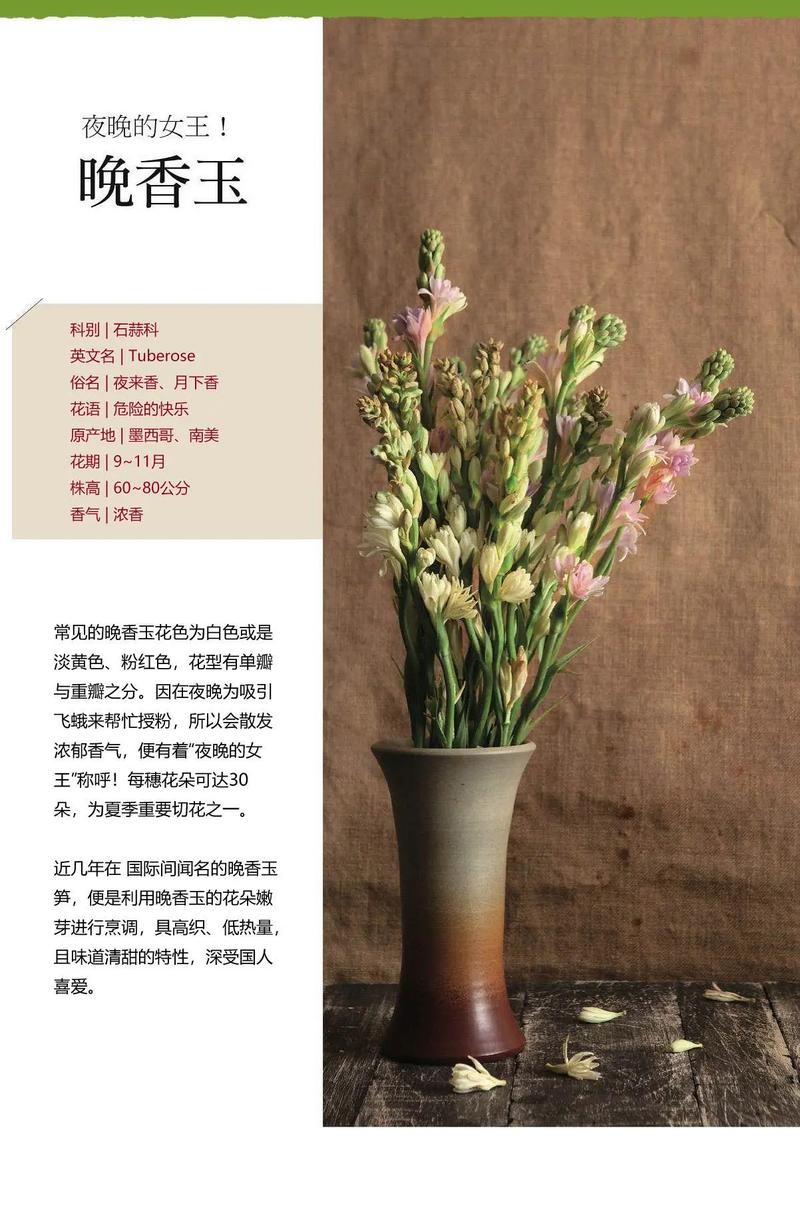 晚香玉鲜花花语(晚香玉的花有毒吗)-第3张图片-花花知道网 晚香玉鲜花花语(晚香玉的花有毒吗)-第3张图片-花花知道网