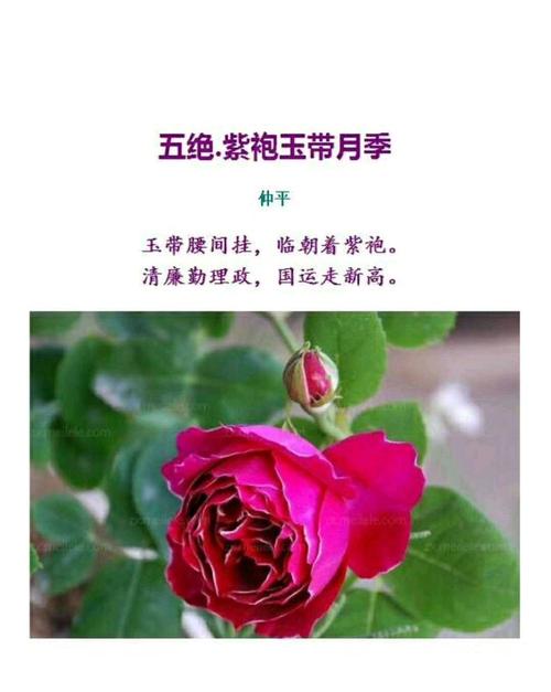 晚香玉鲜花花语(晚香玉的花有毒吗)-第4张图片-花花知道网 晚香玉鲜花花语(晚香玉的花有毒吗)-第4张图片-花花知道网