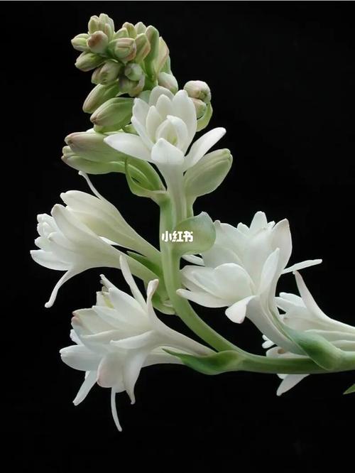 晚香玉鲜花花语(晚香玉的花有毒吗)-第5张图片-花花知道网 晚香玉鲜花花语(晚香玉的花有毒吗)-第5张图片-花花知道网