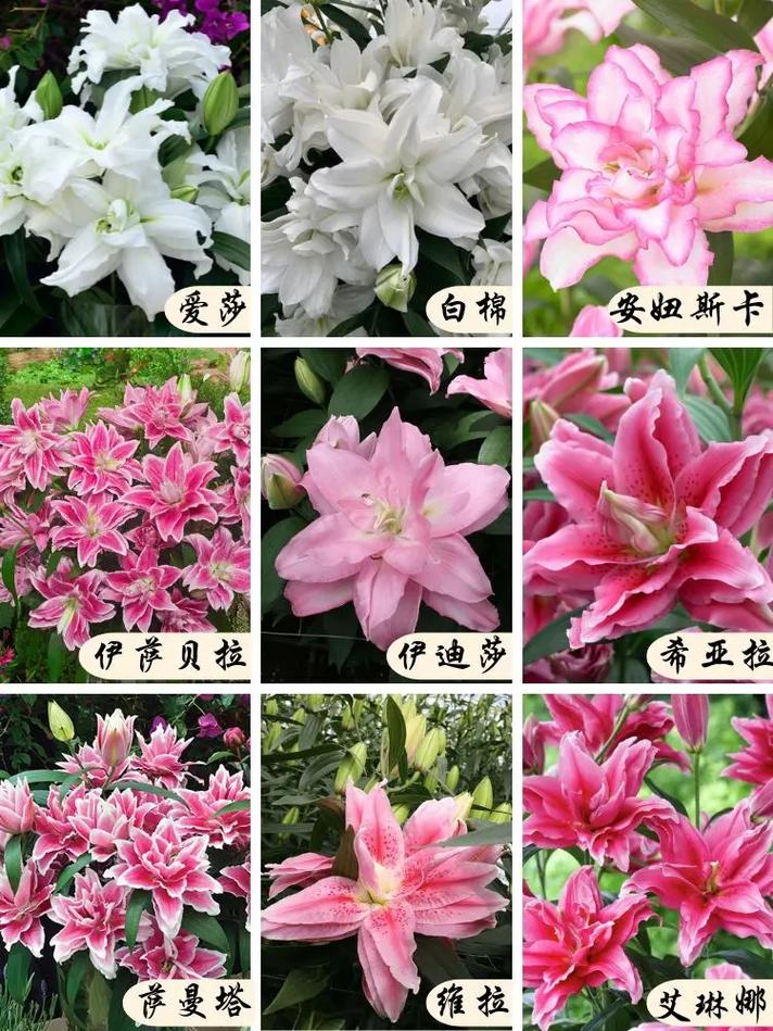 5朵百合鲜花花束寓意什么(五朵百合花代表什么)-第2张图片-花花知道网 5朵百合鲜花花束寓意什么(五朵百合花代表什么)-第2张图片-花花知道网