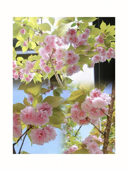 道教送花的讲究(道教献花献什么花)-第2张图片-花花知道网 道教送花的讲究(道教献花献什么花)-第2张图片-花花知道网