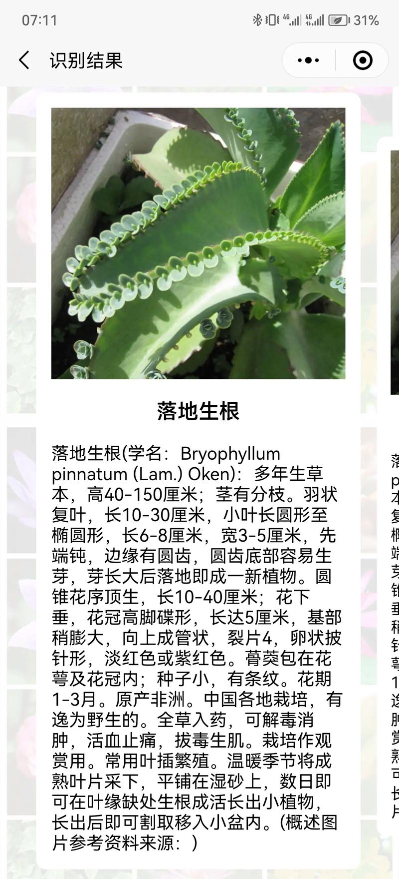 折射鲜花花语是什么(折射鲜花图片)-第1张图片-花花知道网 折射鲜花花语是什么(折射鲜花图片)-第1张图片-花花知道网