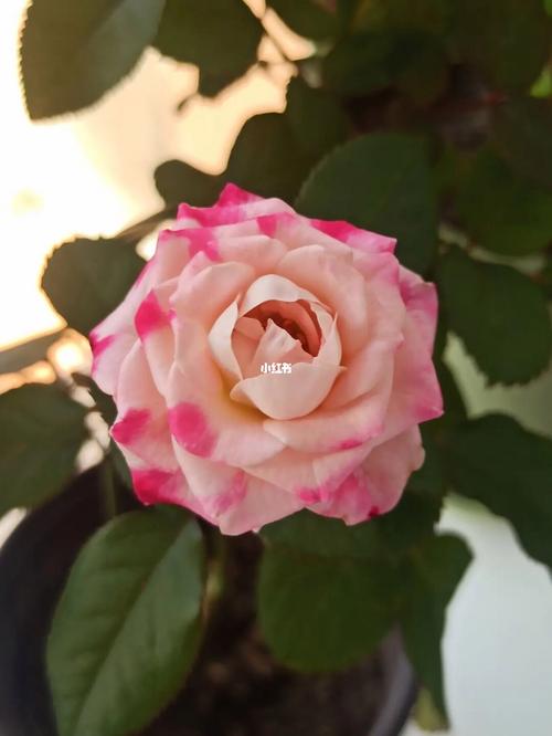 折射鲜花花语是什么(折射鲜花图片)-第2张图片-花花知道网 折射鲜花花语是什么(折射鲜花图片)-第2张图片-花花知道网