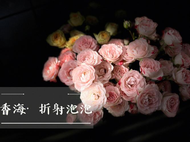 折射鲜花花语是什么(折射鲜花图片)-第3张图片-花花知道网 折射鲜花花语是什么(折射鲜花图片)-第3张图片-花花知道网