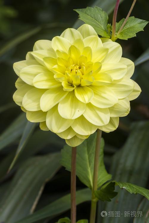 折射鲜花花语是什么(折射鲜花图片)-第6张图片-花花知道网 折射鲜花花语是什么(折射鲜花图片)-第6张图片-花花知道网