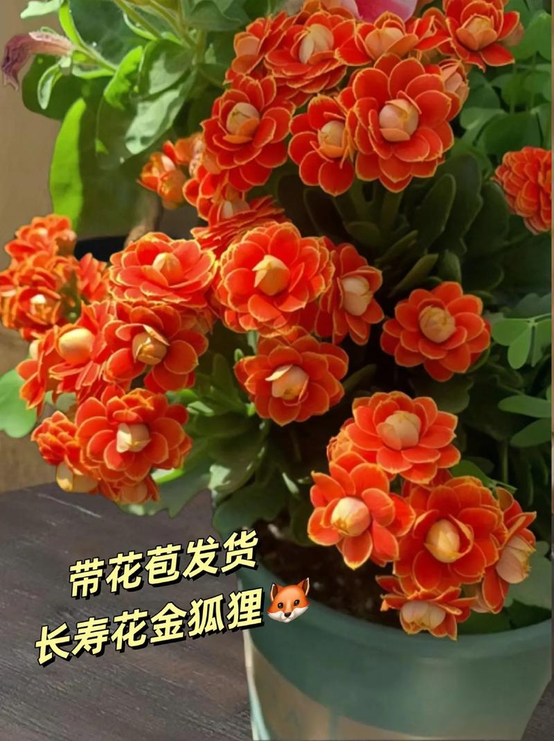 长寿的鲜花花语是什么意思(长寿花的花语和象征)-第2张图片-花花知道网 长寿的鲜花花语是什么意思(长寿花的花语和象征)-第2张图片-花花知道网