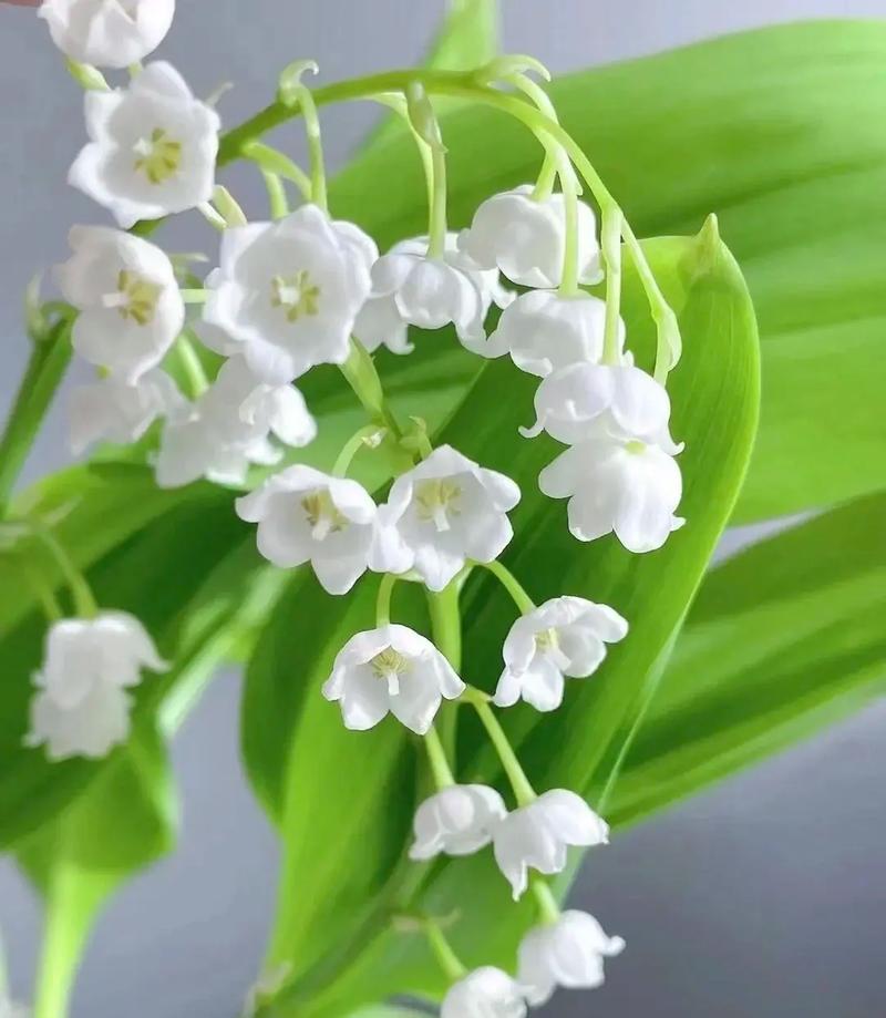 圆形礼盒鲜花花语(圆形的礼盒)-第5张图片-花花知道网 圆形礼盒鲜花花语(圆形的礼盒)-第5张图片-花花知道网
