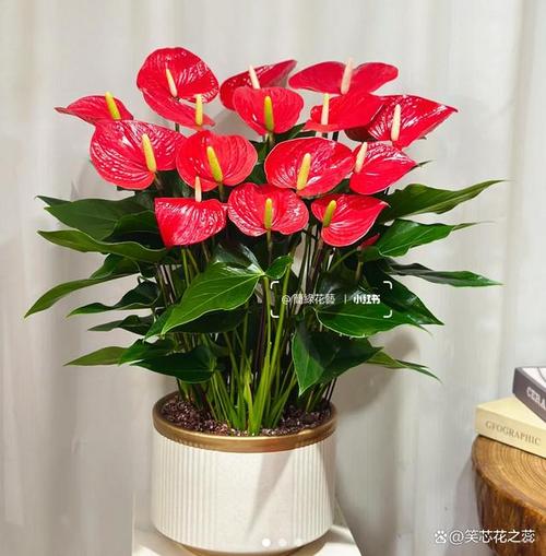 招财的鲜花花语是什么(招财的鲜花花语是什么花)-第1张图片-花花知道网 招财的鲜花花语是什么(招财的鲜花花语是什么花)-第1张图片-花花知道网