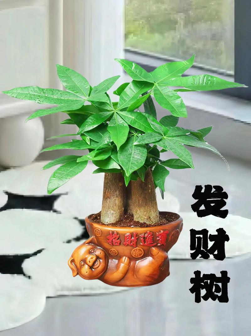 招财的鲜花花语是什么(招财的鲜花花语是什么花)-第5张图片-花花知道网 招财的鲜花花语是什么(招财的鲜花花语是什么花)-第5张图片-花花知道网