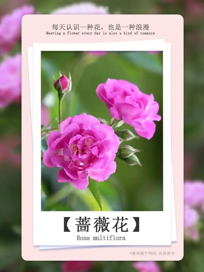鲜花花束9朵蔷薇花语和寓意(鲜花花束9朵蔷薇花语和寓意)-第1张图片-花花知道网 鲜花花束9朵蔷薇花语和寓意(鲜花花束9朵蔷薇花语和寓意)-第1张图片-花花知道网