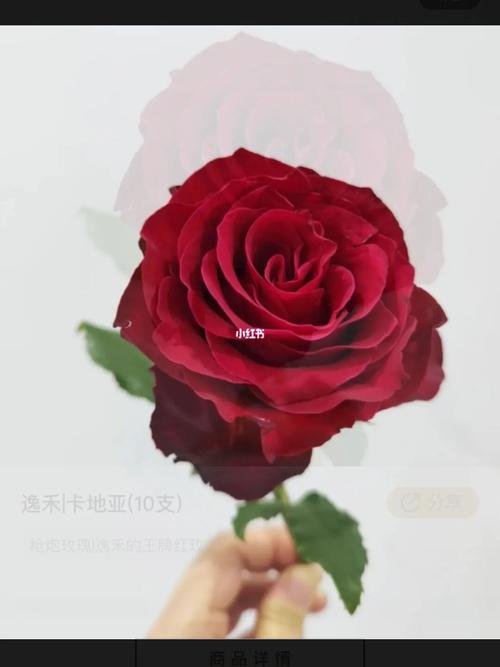 520鲜花费用寓意(520鲜花费用比平时贵多少)-第6张图片-花花知道网 520鲜花费用寓意(520鲜花费用比平时贵多少)-第6张图片-花花知道网