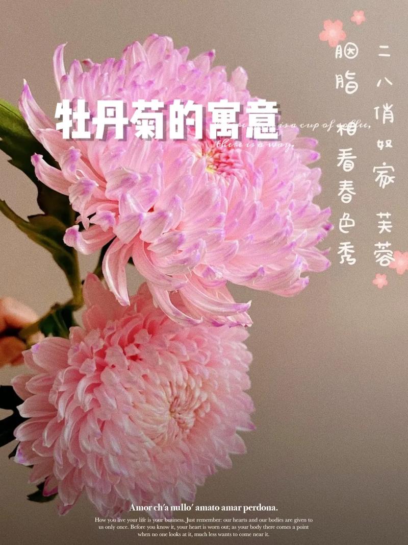 招财的鲜花花语大全(招财运的鲜花)-第2张图片-花花知道网 招财的鲜花花语大全(招财运的鲜花)-第2张图片-花花知道网