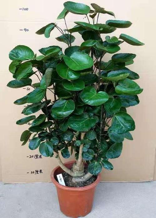 招财的鲜花花语大全(招财运的鲜花)-第3张图片-花花知道网 招财的鲜花花语大全(招财运的鲜花)-第3张图片-花花知道网
