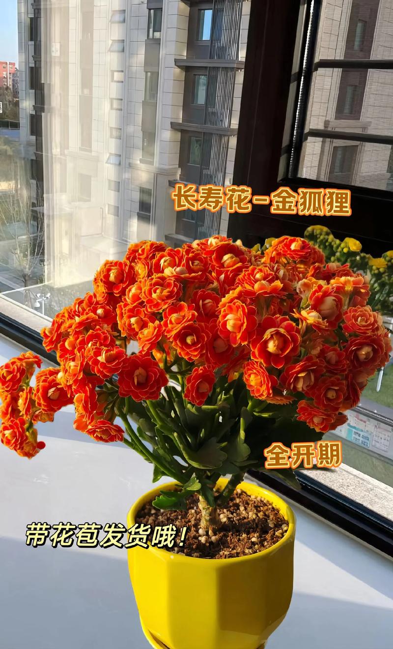 20支鲜花寓意(21支鲜花代表什么)-第2张图片-花花知道网 20支鲜花寓意(21支鲜花代表什么)-第2张图片-花花知道网