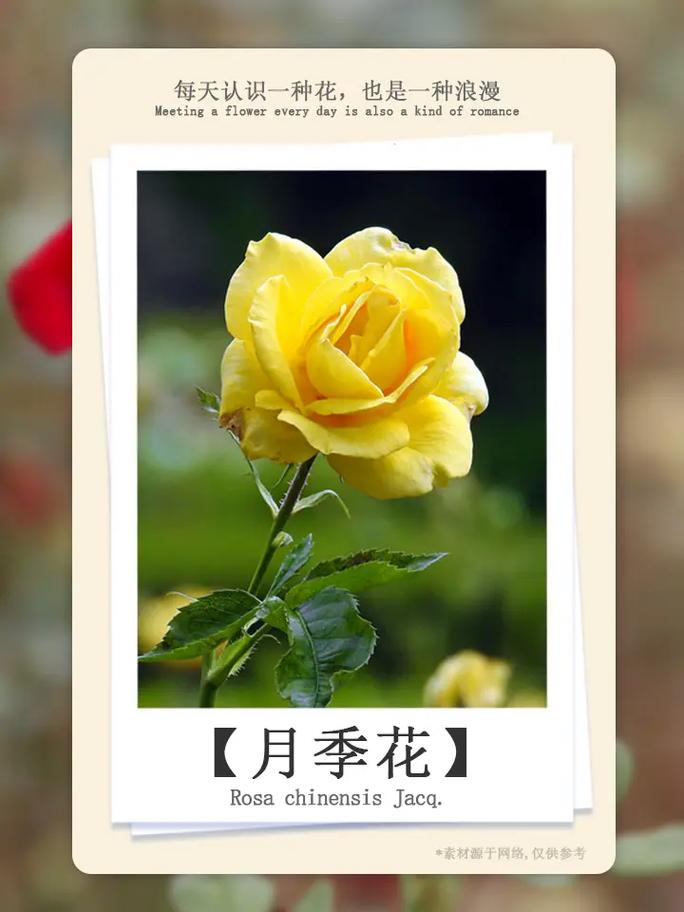折射鲜花花语是什么含义(折射花的花语)-第3张图片-花花知道网 折射鲜花花语是什么含义(折射花的花语)-第3张图片-花花知道网