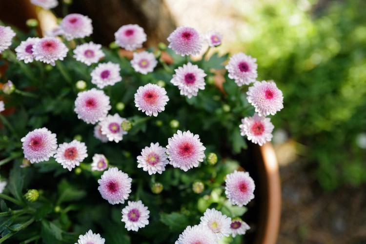 鲜花花语和禁忌(鲜花以及花语)-第4张图片-花花知道网 鲜花花语和禁忌(鲜花以及花语)-第4张图片-花花知道网
