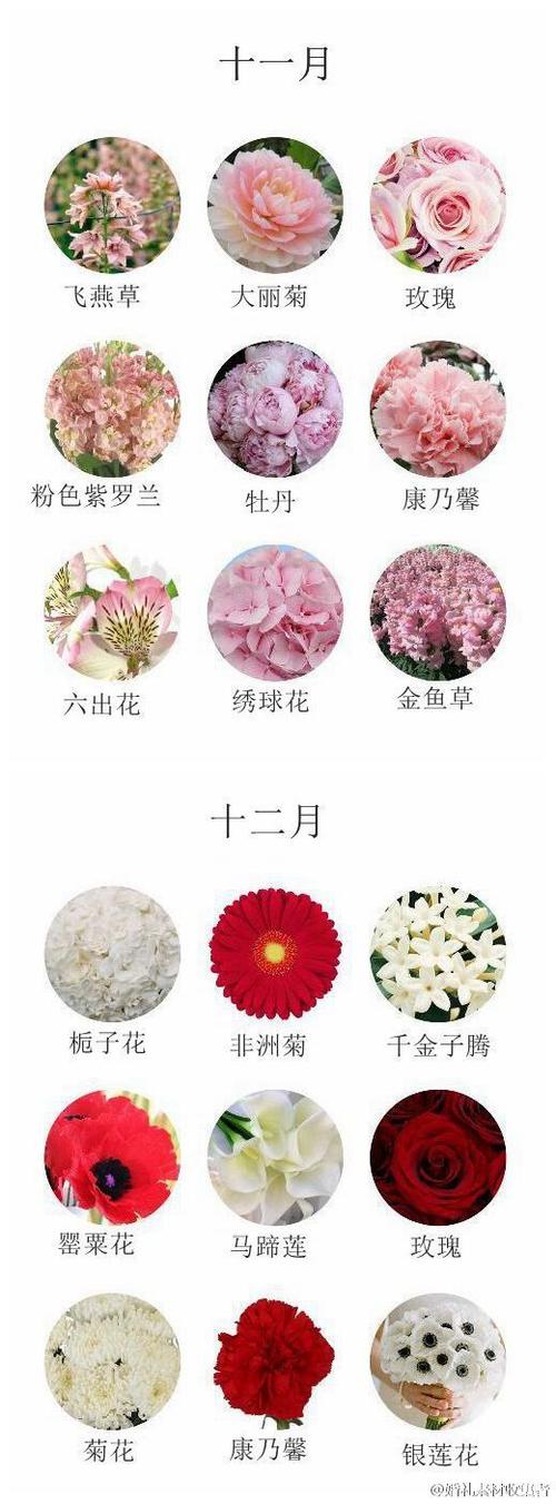 鲜花花语十二季节花和花语(我想查一下各种鲜花的花语)-第3张图片-花花知道网 鲜花花语十二季节花和花语(我想查一下各种鲜花的花语)-第3张图片-花花知道网