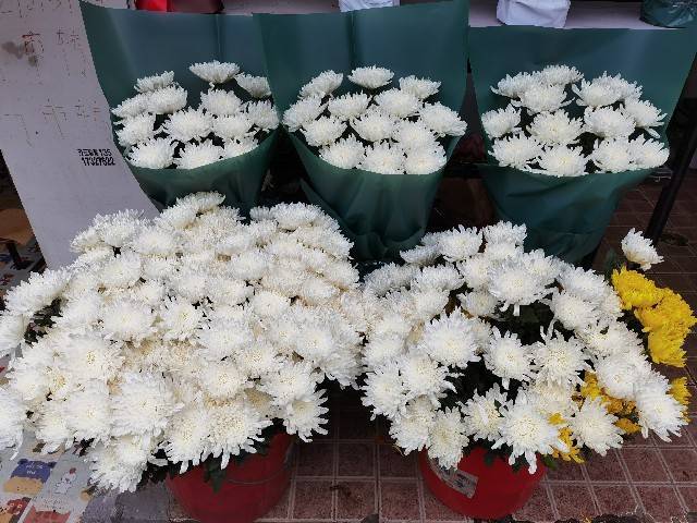 9朵菊花鲜花花束寓意(9支菊花花束)-第3张图片-花花知道网 9朵菊花鲜花花束寓意(9支菊花花束)-第3张图片-花花知道网