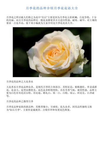 月季花花语鲜花(月季花花语代表什么意思)-第3张图片-花花知道网 月季花花语鲜花(月季花花语代表什么意思)-第3张图片-花花知道网