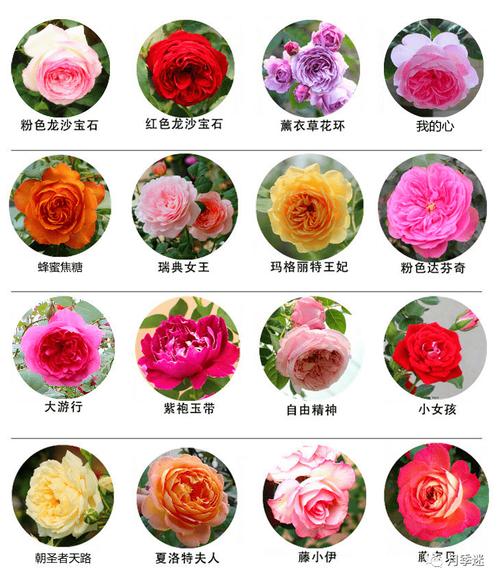 月季花花语鲜花(月季花花语代表什么意思)-第4张图片-花花知道网 月季花花语鲜花(月季花花语代表什么意思)-第4张图片-花花知道网
