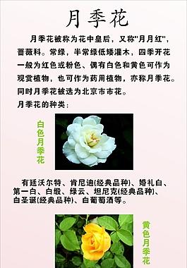 月季花花语鲜花(月季花花语代表什么意思)-第5张图片-花花知道网 月季花花语鲜花(月季花花语代表什么意思)-第5张图片-花花知道网