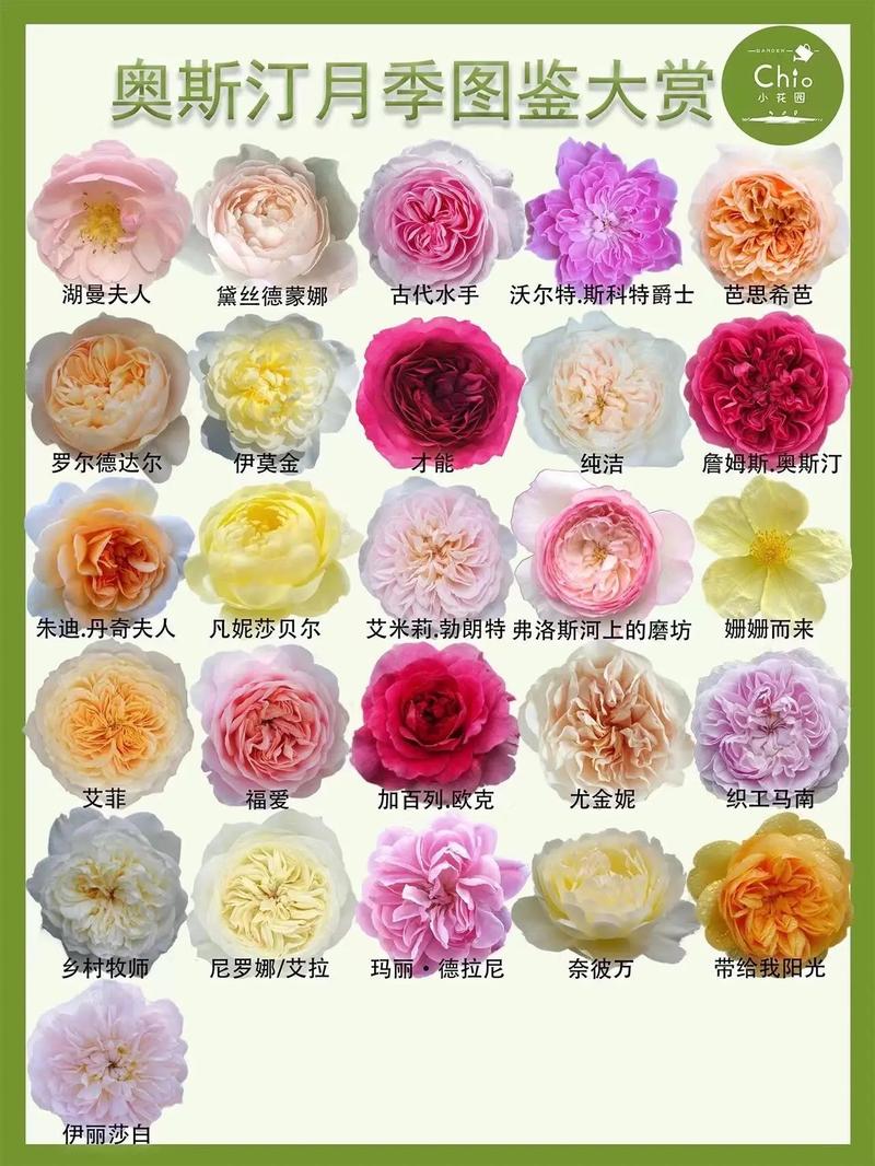 月季花花语鲜花(月季花花语代表什么意思)-第8张图片-花花知道网 月季花花语鲜花(月季花花语代表什么意思)-第8张图片-花花知道网