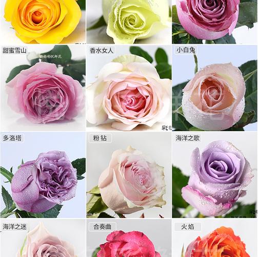 3朵鲜花小花束寓意(3朵鲜花小花束寓意着什么)-第7张图片-花花知道网 3朵鲜花小花束寓意(3朵鲜花小花束寓意着什么)-第7张图片-花花知道网
