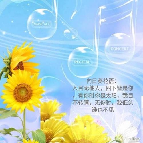 52朵向日葵鲜花花束寓意(52朵向日葵鲜花花束寓意)-第3张图片-花花知道网 52朵向日葵鲜花花束寓意(52朵向日葵鲜花花束寓意)-第3张图片-花花知道网