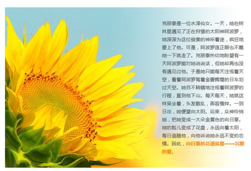 52朵向日葵鲜花花束寓意(52朵向日葵鲜花花束寓意)-第6张图片-花花知道网 52朵向日葵鲜花花束寓意(52朵向日葵鲜花花束寓意)-第6张图片-花花知道网