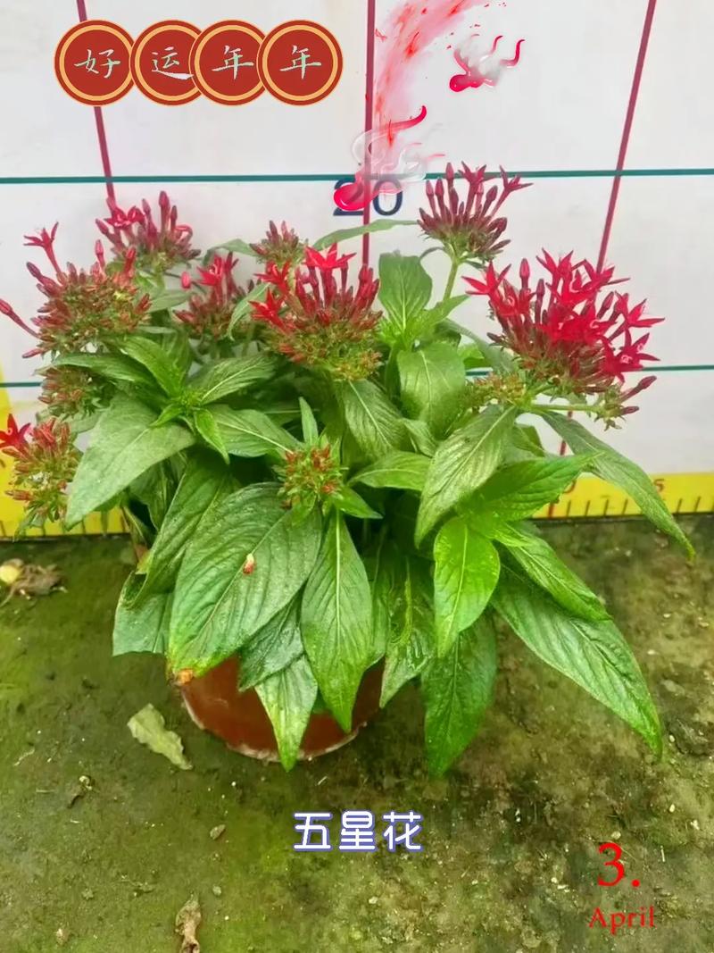 繁星花花语(繁星花象征什么)-第4张图片-花花知道网 繁星花花语(繁星花象征什么)-第4张图片-花花知道网