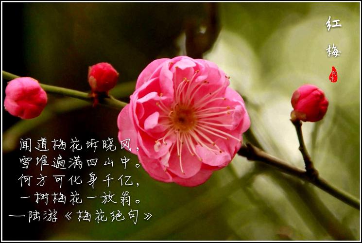 奥梅鲜花花语(奥梅花的含义)-第5张图片-花花知道网 奥梅鲜花花语(奥梅花的含义)-第5张图片-花花知道网