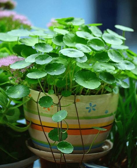 招财鲜花花语(花语 招财)-第5张图片-花花知道网 招财鲜花花语(花语 招财)-第5张图片-花花知道网