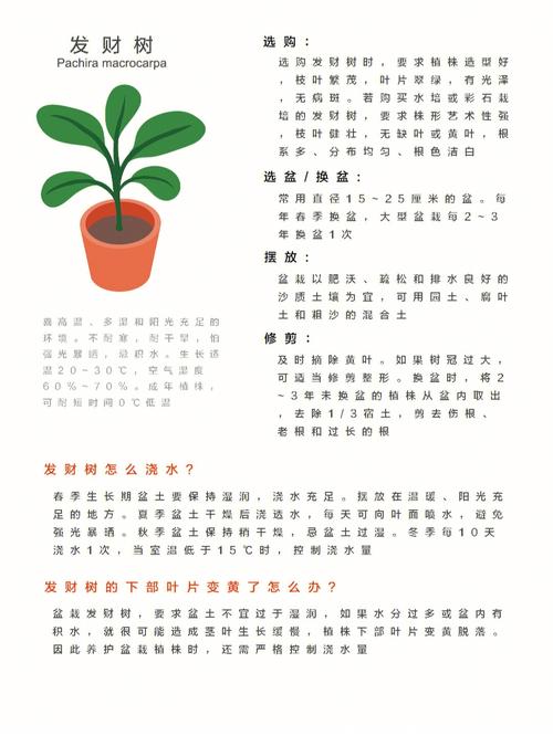 招财鲜花花语(花语 招财)-第7张图片-花花知道网 招财鲜花花语(花语 招财)-第7张图片-花花知道网
