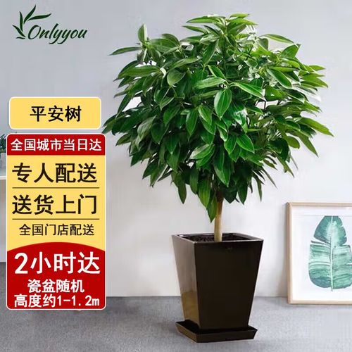开业送花束的讲究时间是几点(开业送花束的讲究时间是几点到几点)-第3张图片-花花知道网 开业送花束的讲究时间是几点(开业送花束的讲究时间是几点到几点)-第3张图片-花花知道网