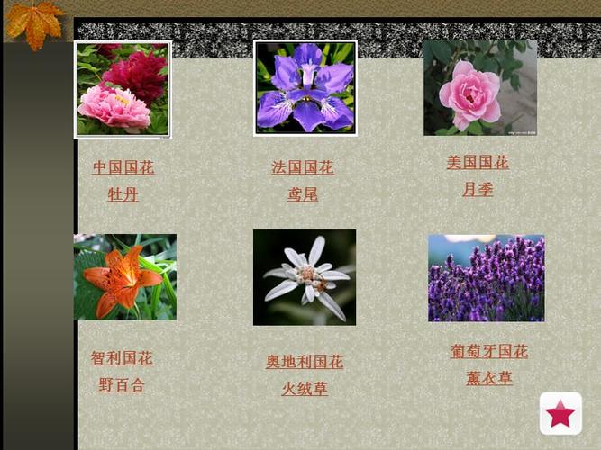 中国地质大学鲜花花语(中国地质大学校花是什么花)-第1张图片-花花知道网 中国地质大学鲜花花语(中国地质大学校花是什么花)-第1张图片-花花知道网