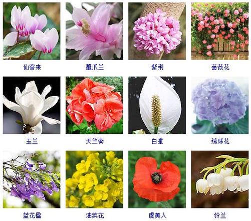 中国地质大学鲜花花语(中国地质大学校花是什么花)-第3张图片-花花知道网 中国地质大学鲜花花语(中国地质大学校花是什么花)-第3张图片-花花知道网