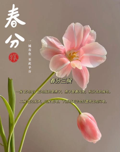 春分有送花的讲究吗为什么(春分要买花吗)-第1张图片-花花知道网 春分有送花的讲究吗为什么(春分要买花吗)-第1张图片-花花知道网