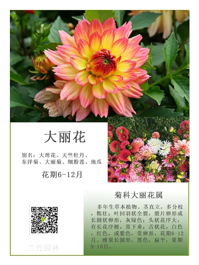 大丽花鲜花花语(大丽花语意)-第2张图片-花花知道网 大丽花鲜花花语(大丽花语意)-第2张图片-花花知道网