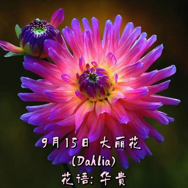 大丽花鲜花花语(大丽花语意)-第3张图片-花花知道网 大丽花鲜花花语(大丽花语意)-第3张图片-花花知道网