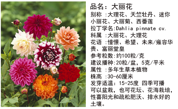 大丽花鲜花花语(大丽花语意)-第7张图片-花花知道网 大丽花鲜花花语(大丽花语意)-第7张图片-花花知道网